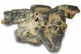 Fossil Mud Lobster (Thalassina) - Gunn Poin, Australia #307766-1